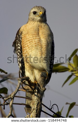 Buteo lineatus, Red-shouldered Hawk