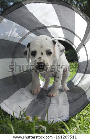 Dalmatian puppy, four weeks old, in a dog tunnel