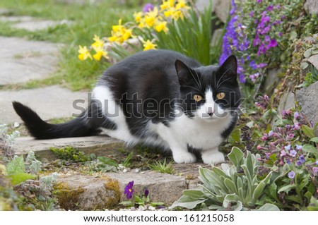Cat,black white, in a garden among spring flowers