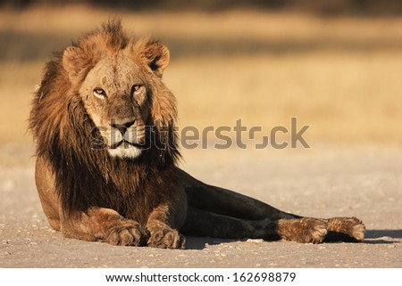 resting male lion - ruhender Loewe