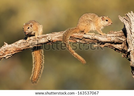 Smith\'s Tree Squirrel, South Africa