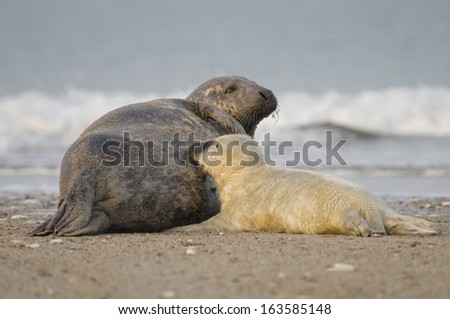 Young Gray seal (Halichoerus grypus), Wadden Sea, North Sea, Germany