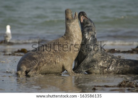 Gray seal, Halichoerus grypus, Wadden Sea, North Sea, North Germany
