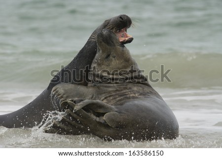 Gray seal, Halichoerus grypus, Wadden Sea, North Sea, North Germany