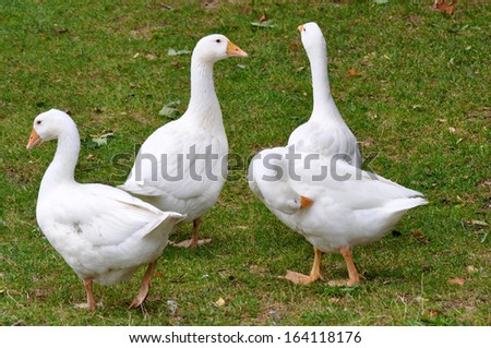 White goose, geese