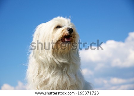 Havanese Dog