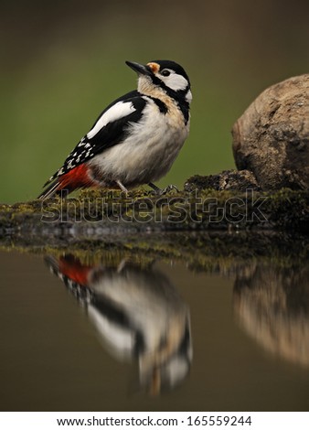 great spotted woodpecker [Dendrocopos major], Germany