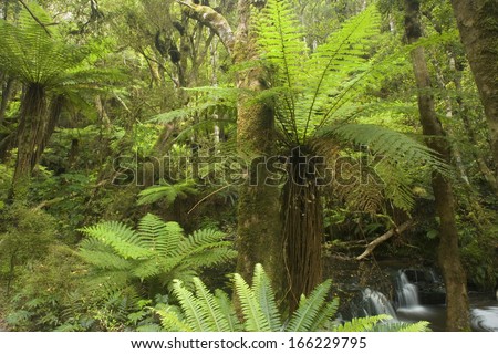 Temperate rainforest, with many tree ferns building a dense undergrowth for other big, native trees. Catlins, Southland, New Zealand