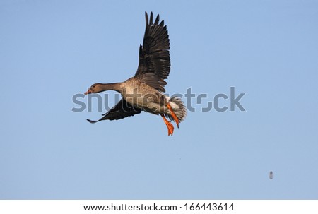 White fronted Goose, Lower Rhine, Germany