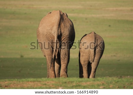 Mom and calf Elephant, Addo Elephant National Park, South Africa