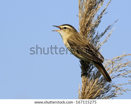 sedge warbler [Acrocephalus schoenobaenus]