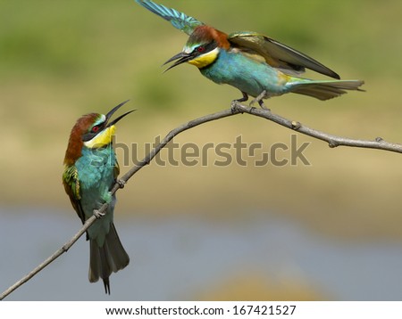 Bee-eater, European bee-eater, Bienenfresseer, Merops apiaster, Italy