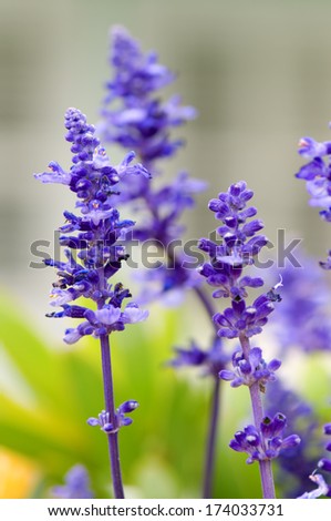Close up of lavender flowers over green background