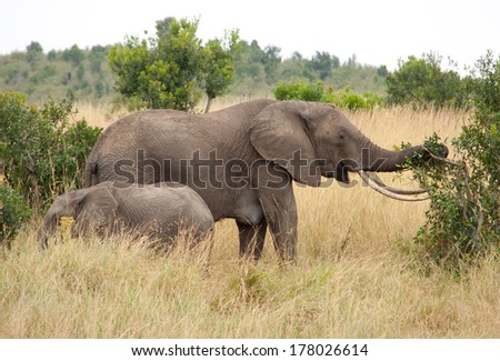 Elephant mother with Child