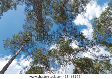 Pine forest  worm\'s eye view