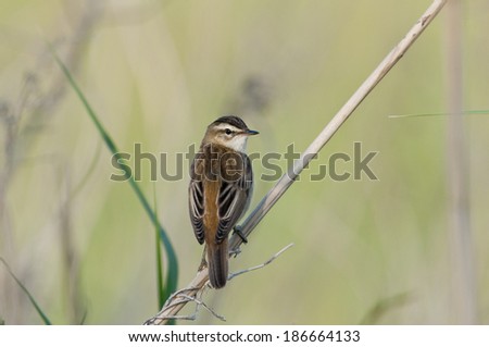 Sedge Warbler, [Acrocephalus schoenobaenus]