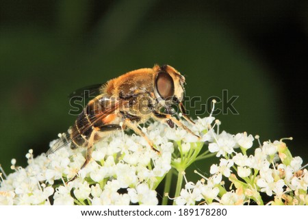 Hover fly Eristalis pertinax