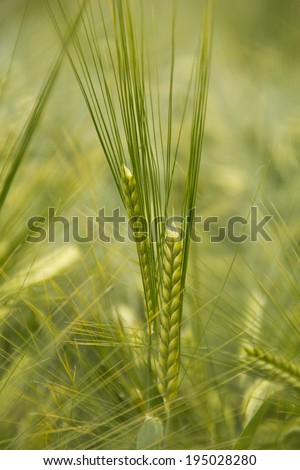 Immature green barley ear