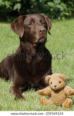 dog with a teddy bear