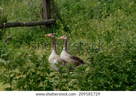 Grey Goose pair passes through the grass