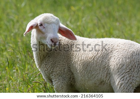 Young Merino Sheep on the dike