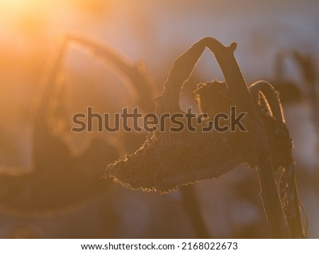 Similar – Image, Stock Photo Silhouette of withered sunflowers in front of evening sky, in the background blurred power poles