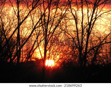 sunset in the forest. silhouettes of trees against the backdrop of the sun