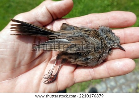 Similar – Image, Stock Photo A dead hedge sparrow lies in the sunshine on a wooden table