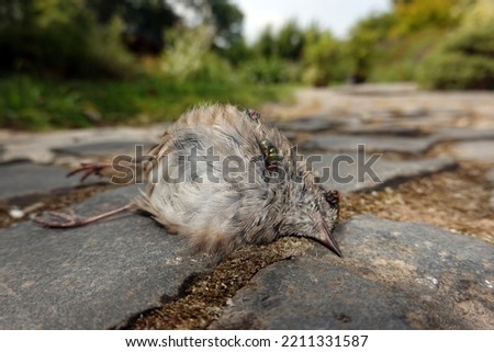 Similar – Image, Stock Photo A dead hedge sparrow lies in the sunshine on a wooden table