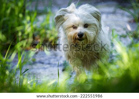 dog - Havanese run on the banks