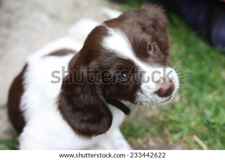 english springer spaniel pet gun dog puppy