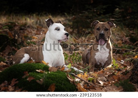 Two american staffordshire terrier in the forest