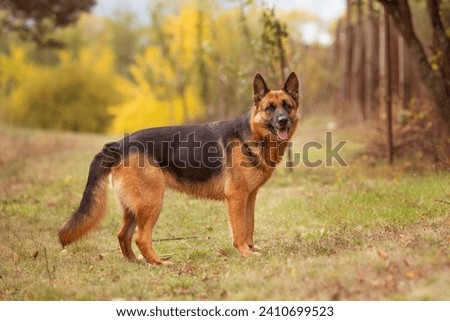 Similar – Image, Stock Photo German shepherd dog on a meadow