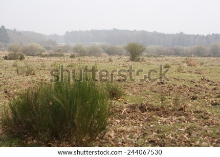 Wahner Heide Landscape, Germany