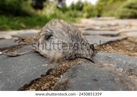 Image, Stock Photo A dead hedge sparrow lies in the sunshine on a wooden table