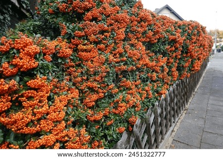 Similar – Image, Stock Photo Firethorn (Pyracantha coccinea)