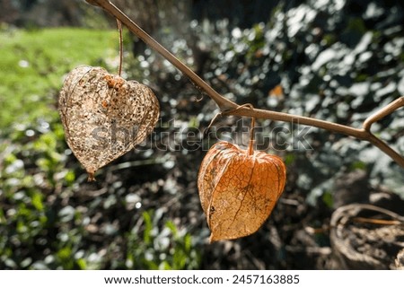 Similar – Foto Bild Physalis | Lampionblume | Herbstschätze | sammeln & dekorieren.