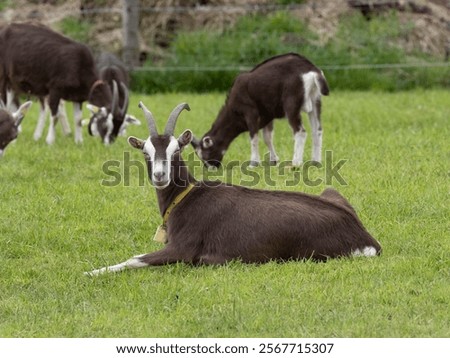 Similar – Image, Stock Photo Goat (Capra aegagrus hircus). Jandia. Fuerteventura. Canary Islands. Spain.