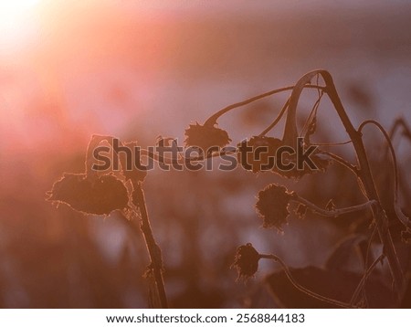 Similar – Image, Stock Photo Silhouette of withered sunflowers in front of evening sky, in the background blurred power poles