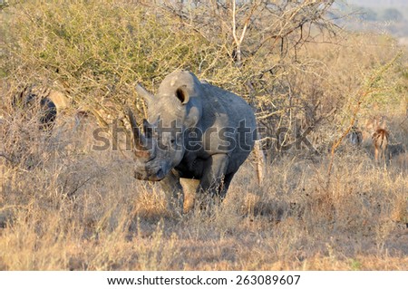 Africa Big Five: White Rhinoceros