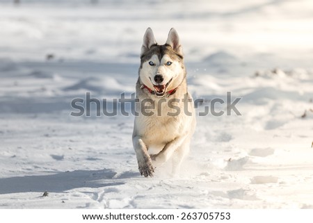 Husky in the snow in winter