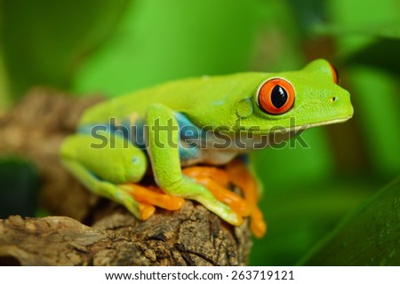 Red eye frog (agalychnis callidryas)
