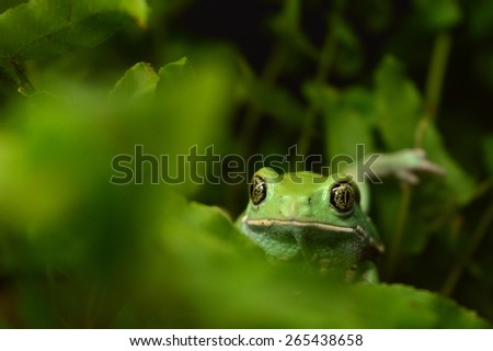 Waxy monkey frog (phyllomedusa sauvagii)