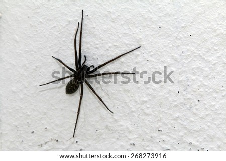 Eratigena atrica, giant house spider