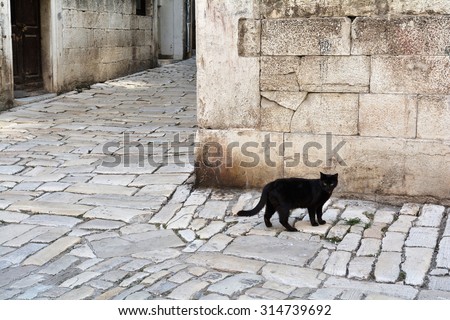 black cat in the old town of Rovinj