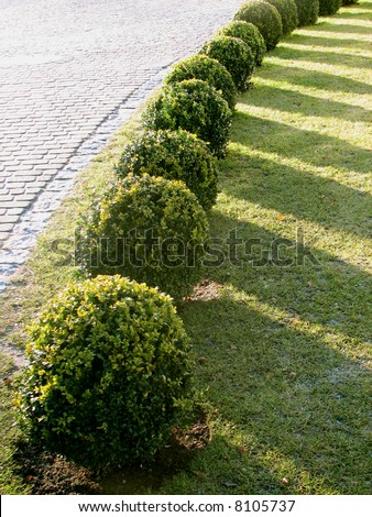 evenly trimmed bushes