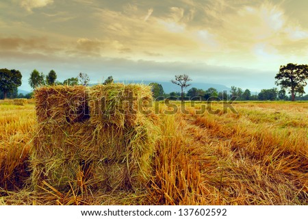 rice straw after harvest in golden field,Thailand