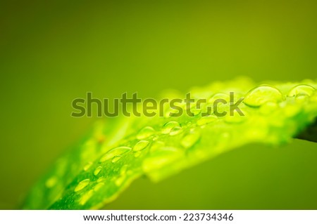 droplets water on green leaf