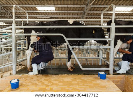 Nakhonratchasima,Thailand- August 11, 2014 :Chokchai \'s authority show milking from milk cow in livestock housing at Chokchai farm  Pakchong, Nakhonratchasima , Thailand.