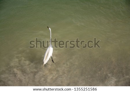 Great Egret On Prowl >> Shutterstock Puzzlepix Great Egret On Prowl >> Shutterstock Puzzlepix